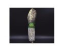 SAUCISSON SEC AUX MORILLES®